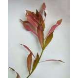 Людвігія Репенс або Людвігія повзуча